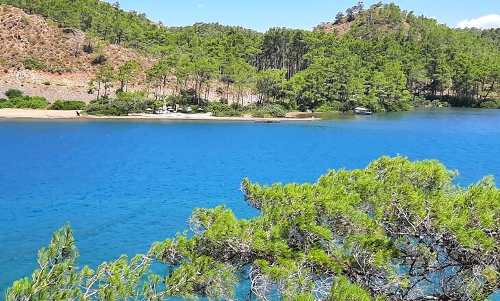 Amazon Koyu&rsquo;nda &ccedil;am ağa&ccedil;larıyla &ccedil;evrili kıyı şeridi, sakin deniz ve doğayla i&ccedil; i&ccedil;e bir sahil manzarası