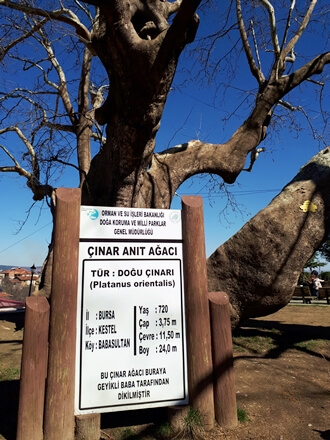 Bursa Kestel Babasultan Köyü'nde 720 yaşında, 3,75 metre çapında Doğu Çınarı (Platanus orientalis) türü anıt ağaç ve resmi bilgilendirme tabelası