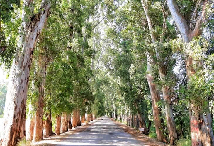 Gökova Aşıklar Yolu’nda her iki yanında okaliptüs ağaçlarıyla çevrili düz bir yürüyüş yolu manzarası.
