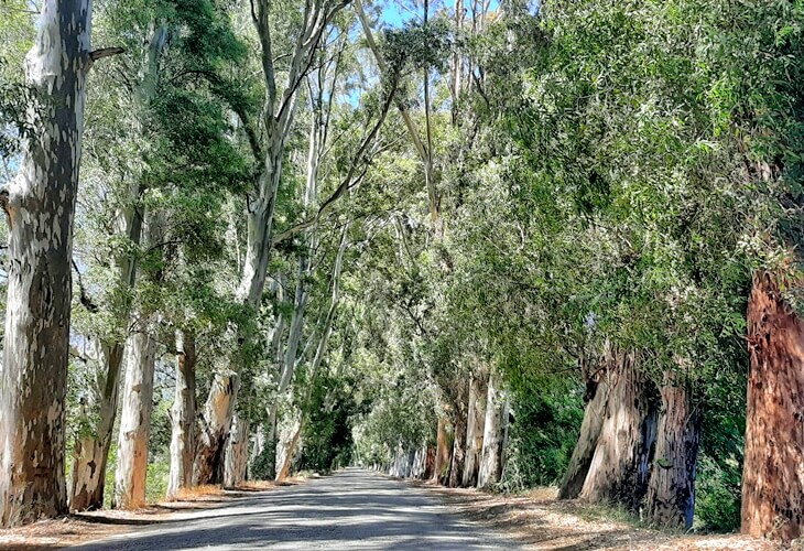 Gökova Aşıklar Yolu’nda iki yana sıralanmış okaliptüs ağaçlarının gölgelediği uzun, düz bir yol manzarası.