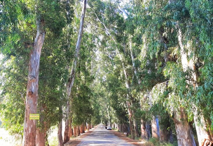 Gökova’daki Aşıklar Yolu’nda iki yana sıralanmış okaliptüs ağaçları ve gölgeli uzun bir yürüyüş yolu.