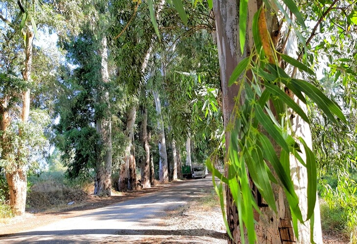 Okaliptüs ağaçlarıyla çevrili dar asfalt yol ve arka planda park etmiş araç