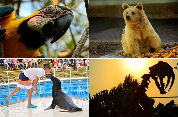 Thematic Park Antalya Discover – Kuşlar, ayılar, deniz aslanı gösterisi ve dinozor iskeletiyle dolu tematik eğlence park