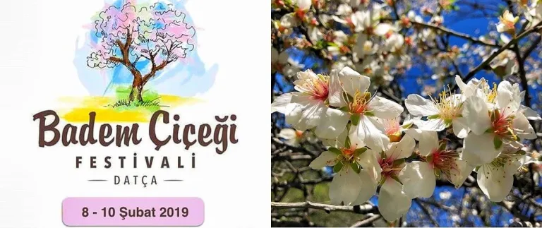 Datça Badem Çiçeği Festivali