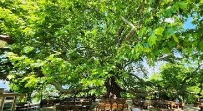 Bursa İnkaya Çınarı (Ulu Çınar)