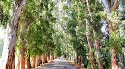 Gökova Aşıklar Yolu’nun Hüzünlü Hikayesi