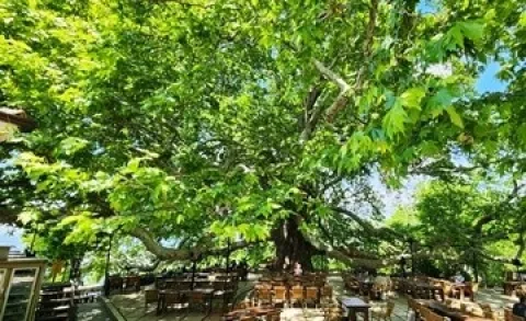 Bursa İnkaya &Ccedil;ınarı (Ulu &Ccedil;ınar)