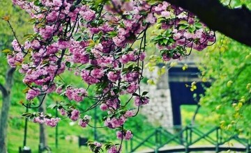 Dünya'da Bayramı Olan Tek Çiçek: ERGUVAN