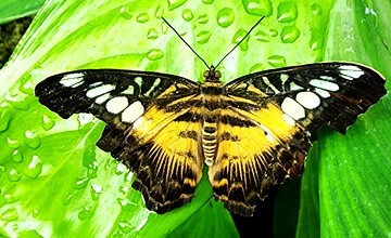 Konya Tropikal Kelebek Bahçesi